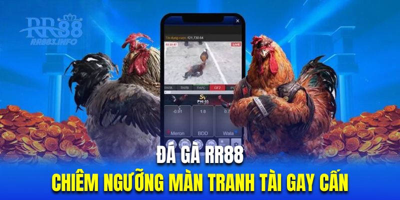 Bùng nổ cảm giác cá cược với những trận gà đá đặc sắc nhất