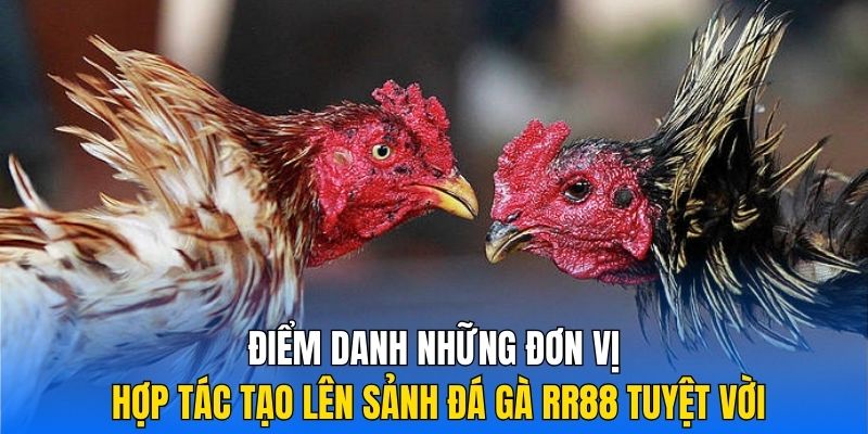 Điểm danh những đơn vị hợp tác tạo lên sảnh đá gà RR88 tuyệt vời