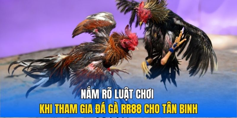 Nắm rõ luật chơi khi tham gia đá gà RR88 cho tân binh