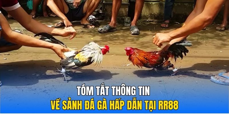 Tóm tắt thông tin về sảnh đá gà hấp dẫn tại RR88