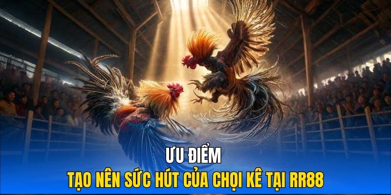 Ưu điểm tạo nên sức hút của chọi kê tại RR88